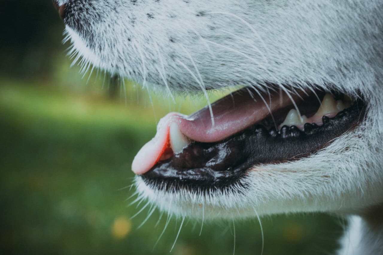 Qu’est-ce qu’une mâchoire prognathe chez le chien ? [guide vidéo]