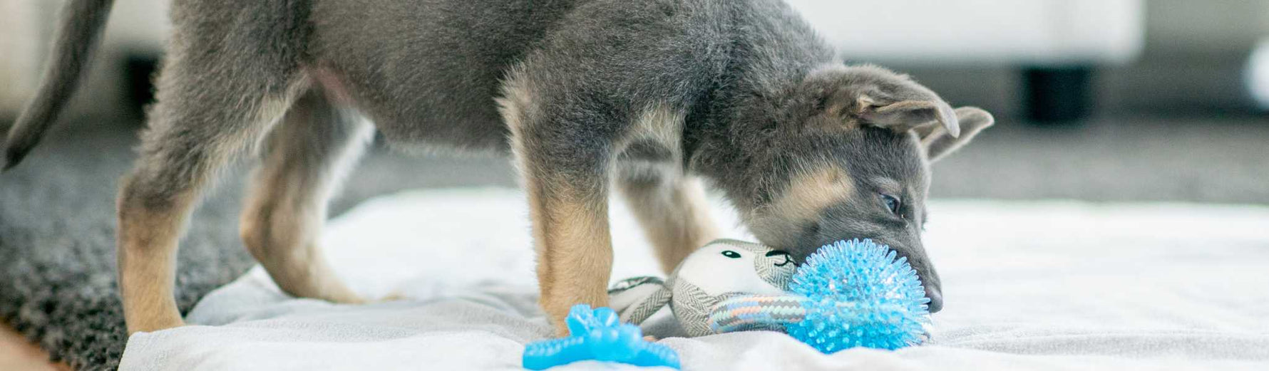 Mastication du chiot
