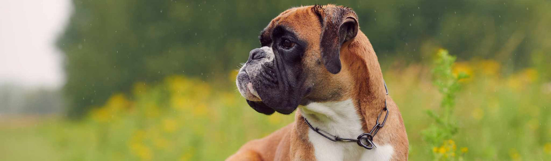mastocytome chien