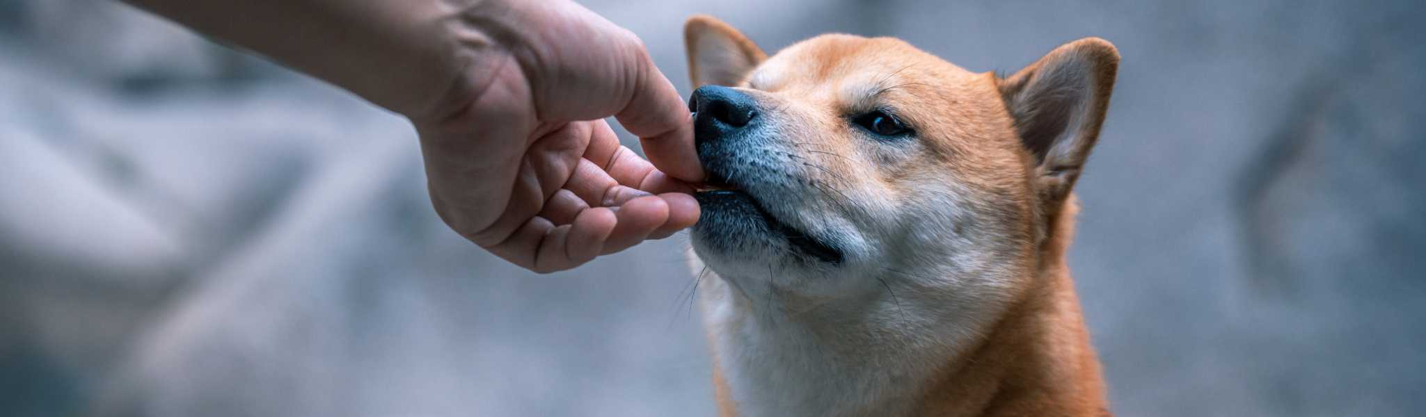 meilleur complément alimentaire pour chien