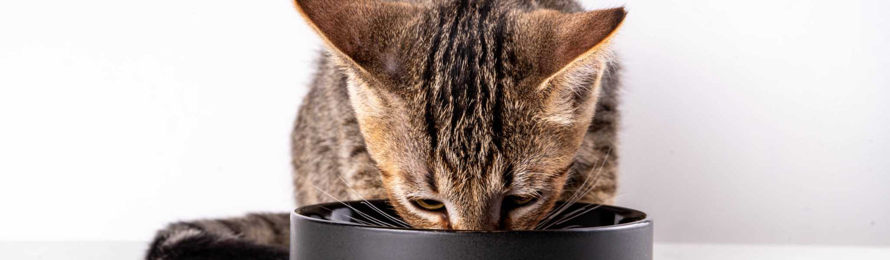 meilleures croquettes chat urinary