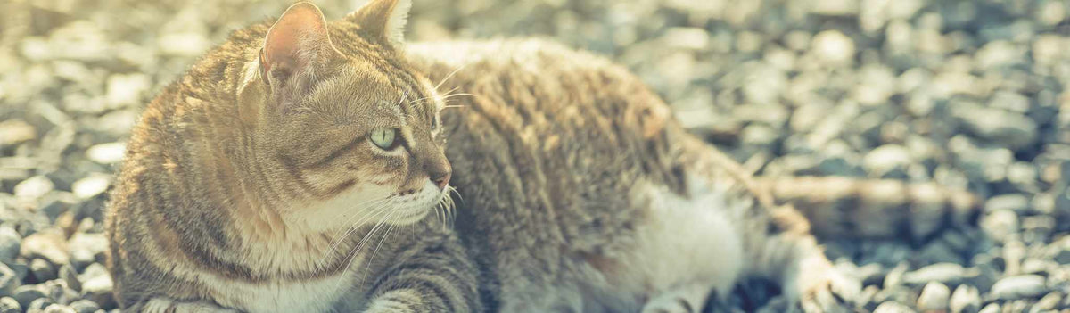 Chat obèse ou en surpoids : causes, risques et solutions ! – GOODBRO