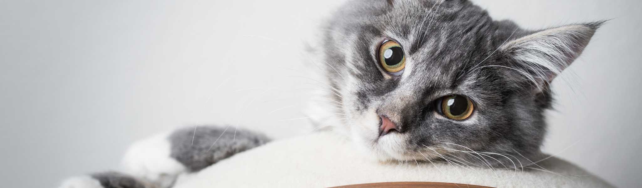 mon chat a des puces : solutions