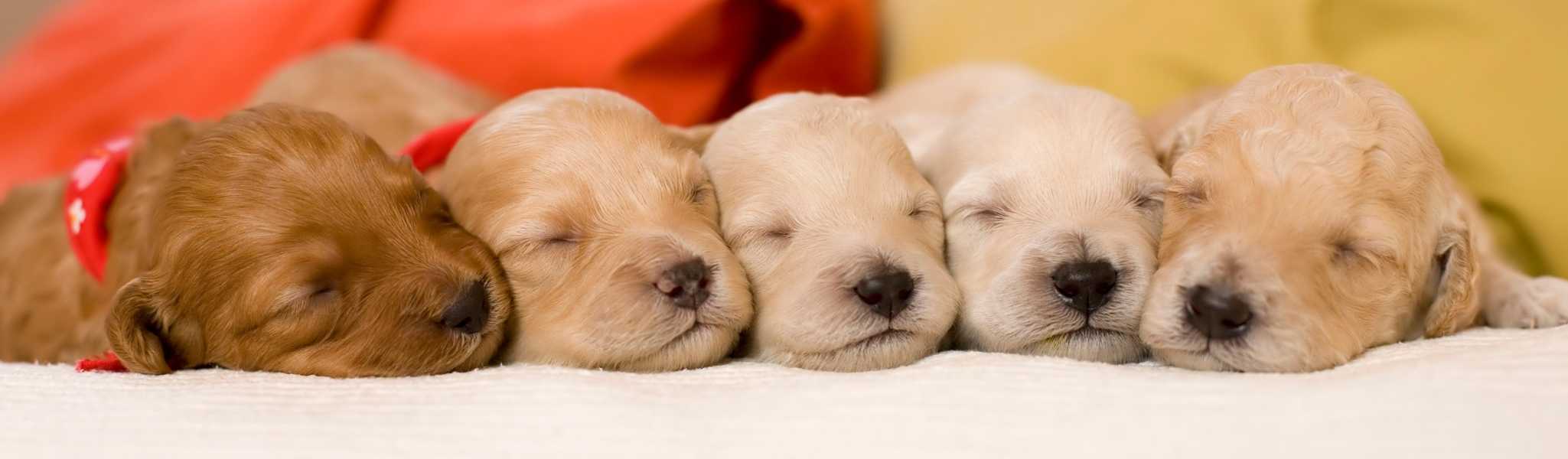 naissance chiots : conseils vétérinaires
