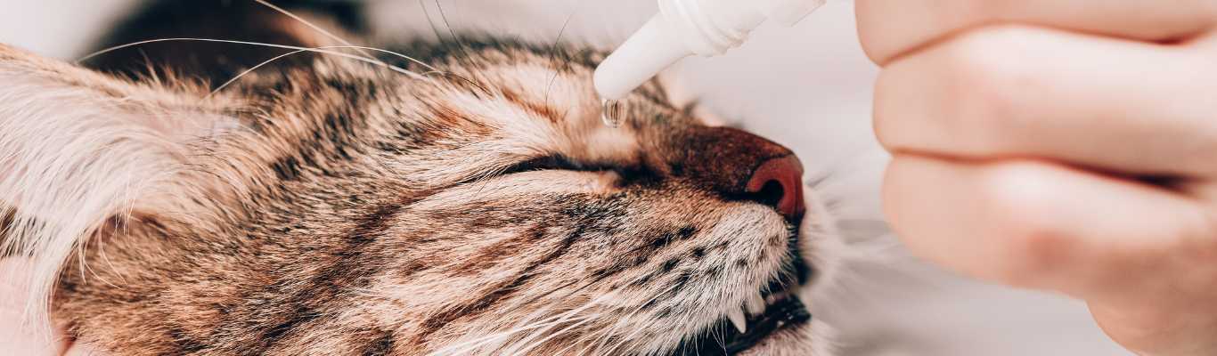 nettoyer les yeux du chat avec du sérum physiologique