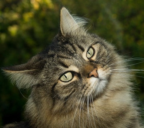 Norvégien également appelé chat des forêts norvégiennes ou encore Skogkatt