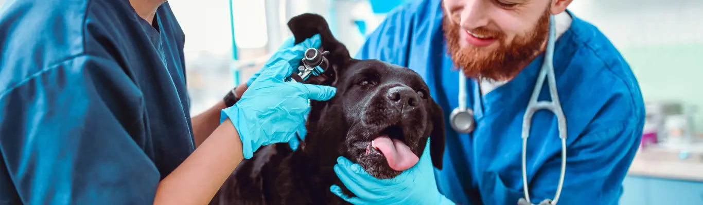otite et alimentation hypoallergénique chez le chien