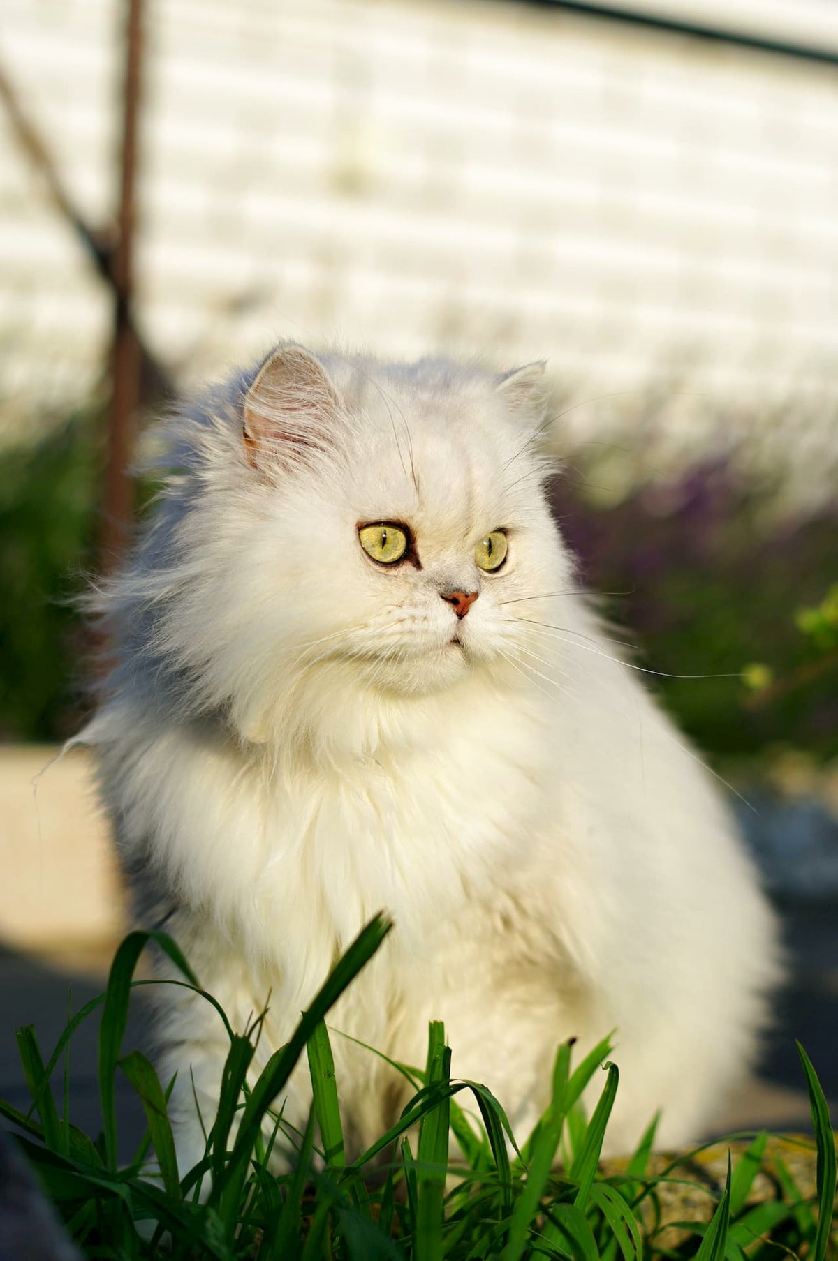 Persan