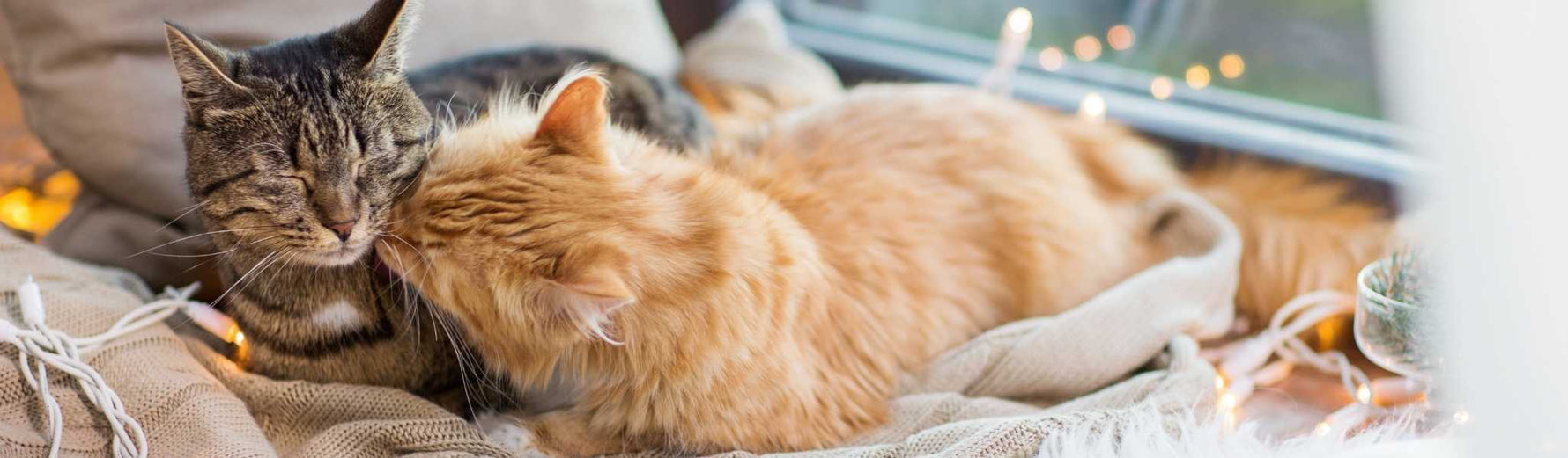 pourquoi augmenter la quantité de protéines dans la ration hivernale de votre chat