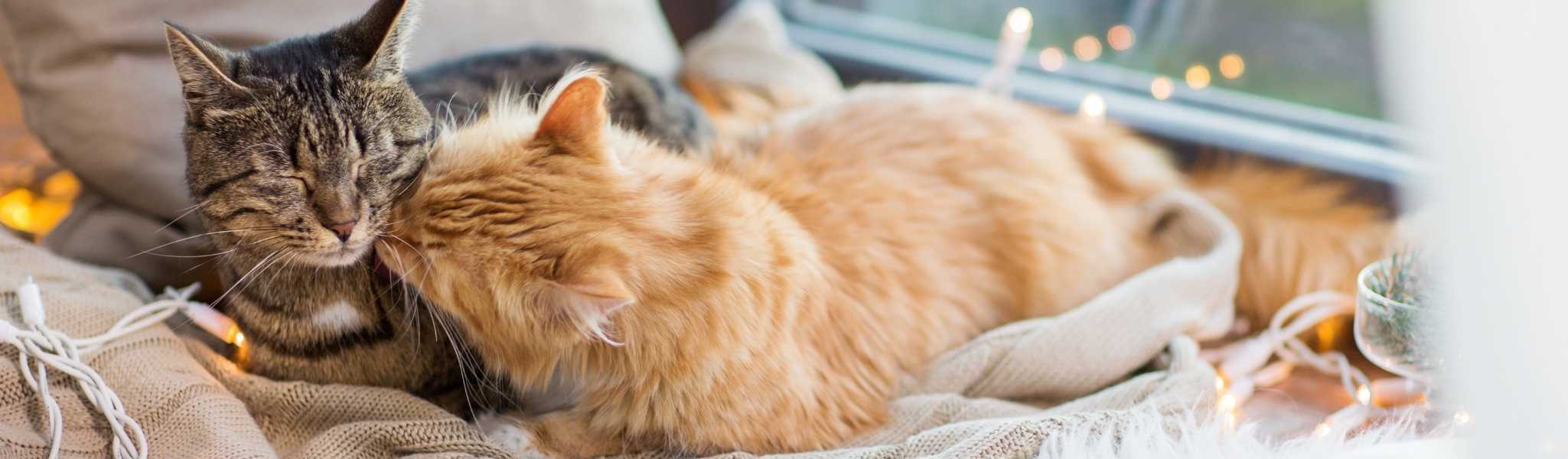 pourquoi augmenter la quantité de protéines dans la ration hivernale de votre chat