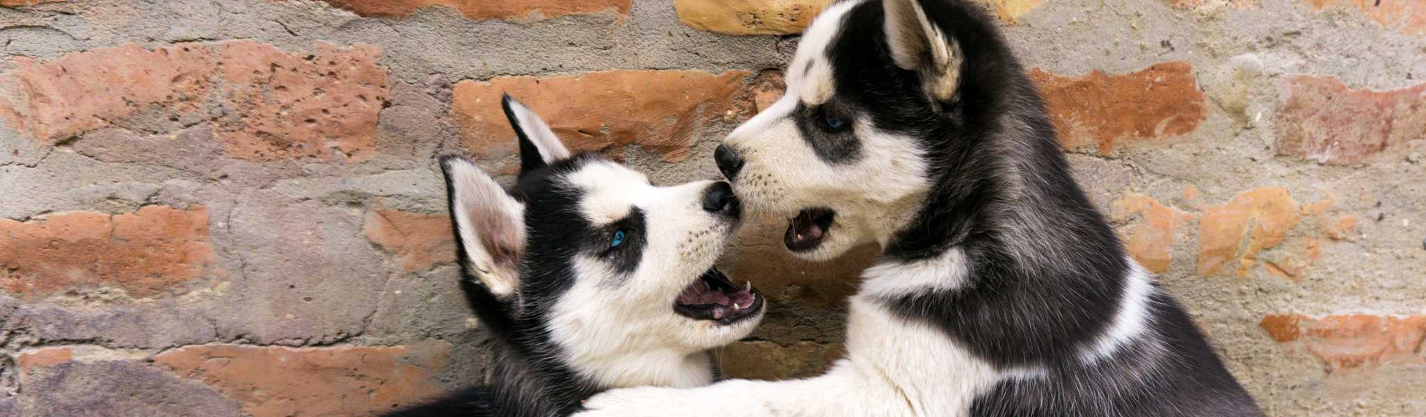 prénoms et noms de chien commençant par la lettre V pour l'année 2024