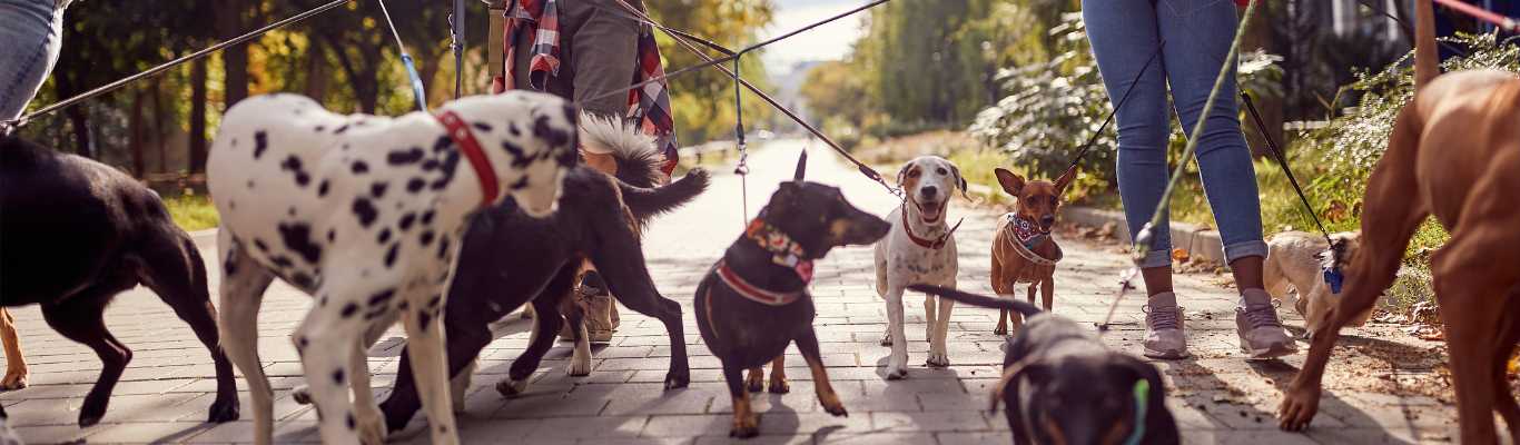 promenade chien heureux