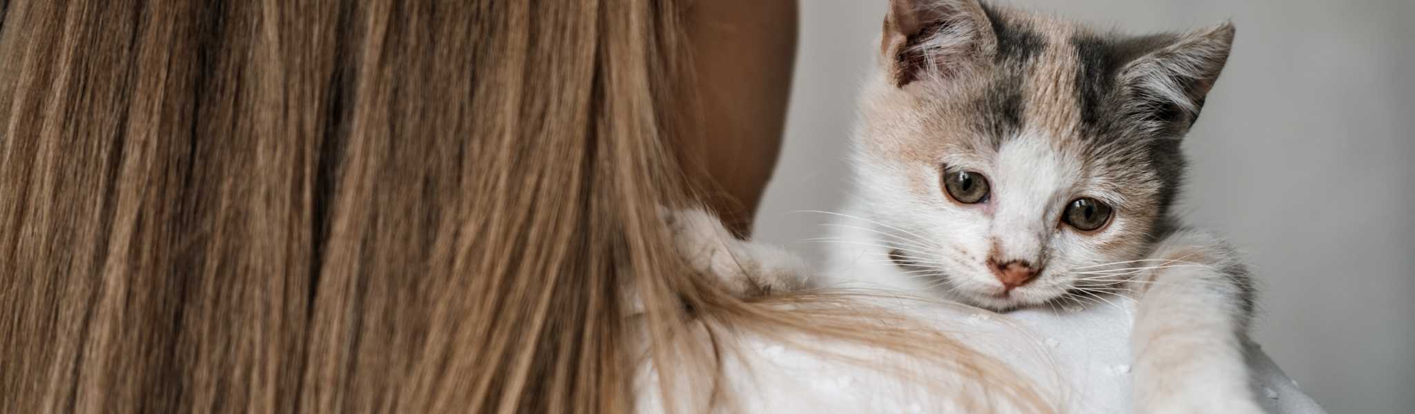 réussir adoption de son chaton