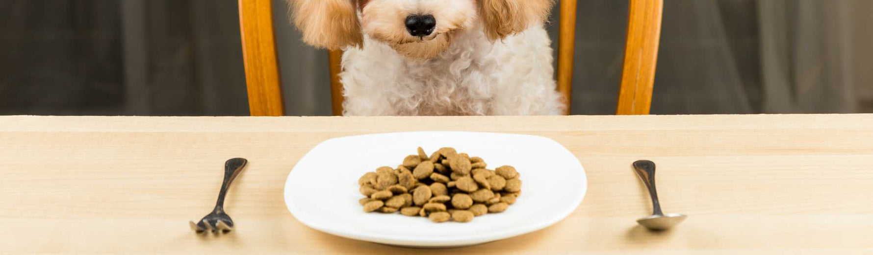 sélection des meilleures croquettes pour chien stérilisé