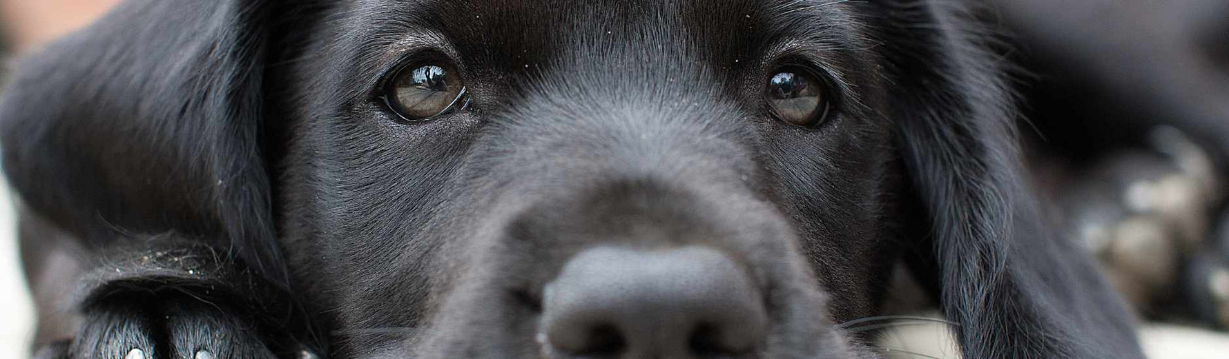 solutions en cas de constipation chez le chien