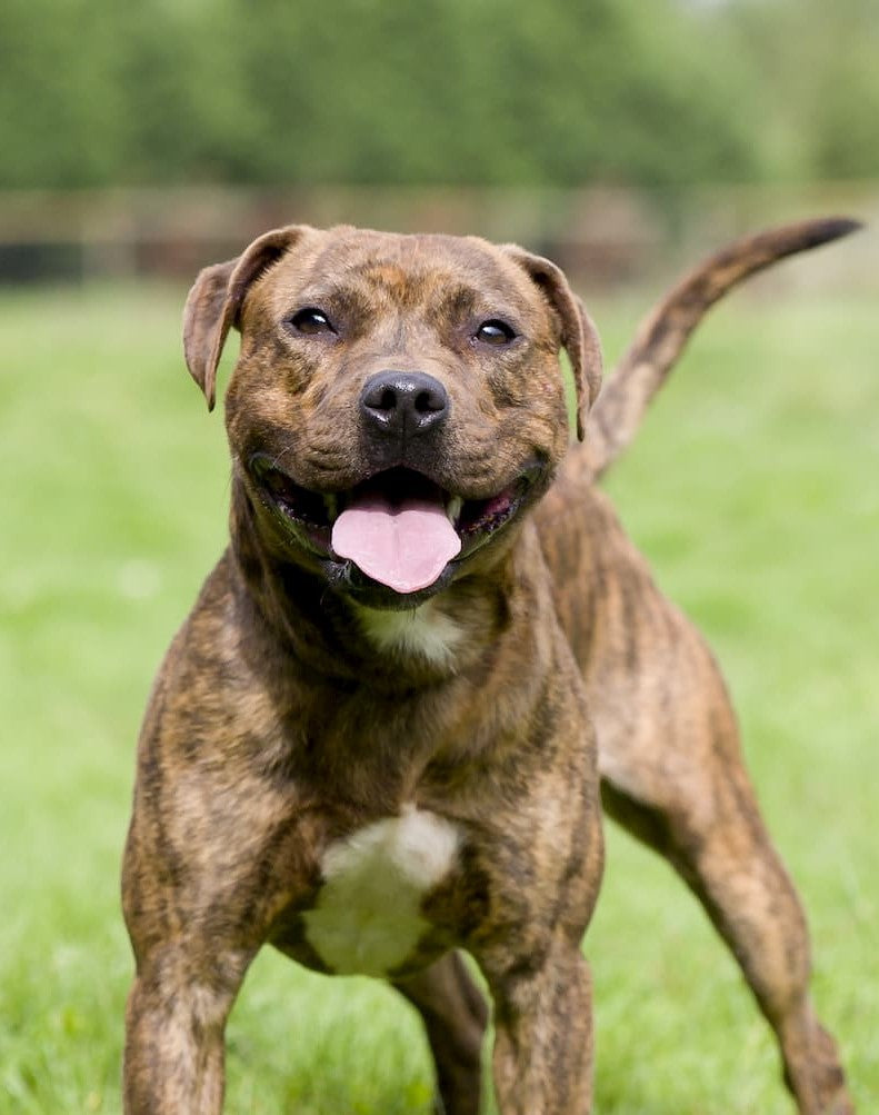 Staffordshire Bull Terrier également appelé Staffie ou English Staff