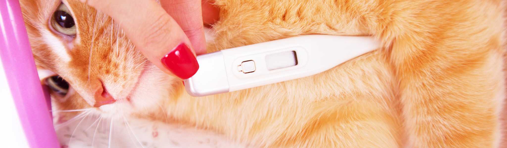 Température Normale Chat : Chiffres, Variations et Conseils – GOODBRO