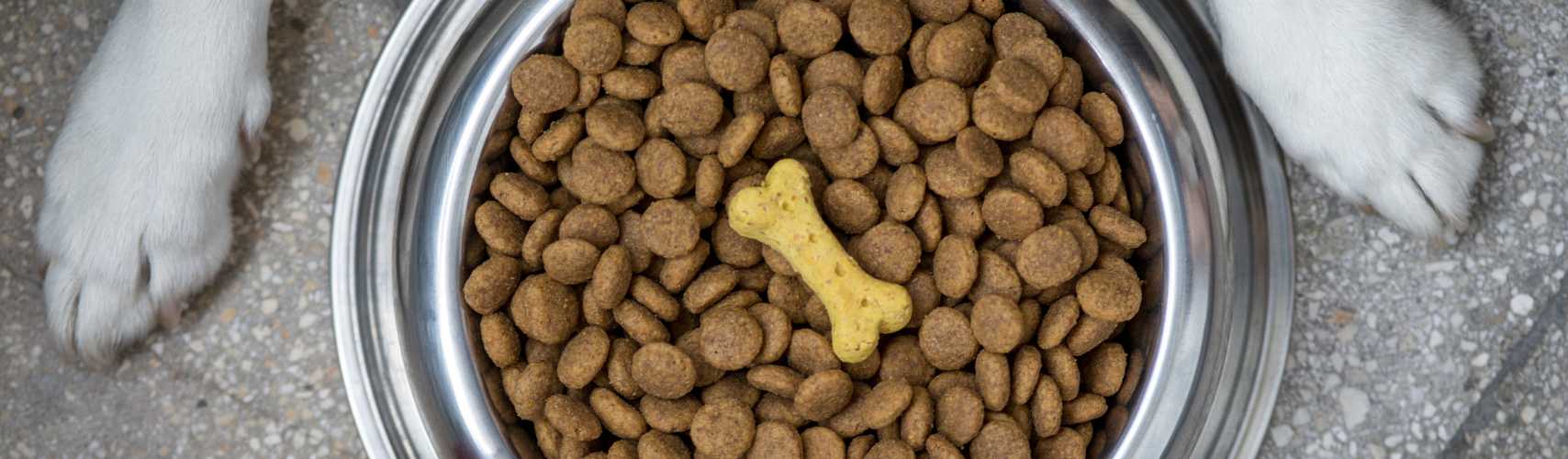 transition croquettes chien