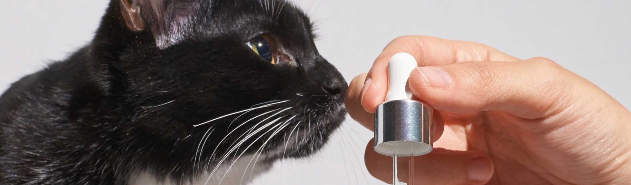 utilisation des huiles essentielles chez le chat