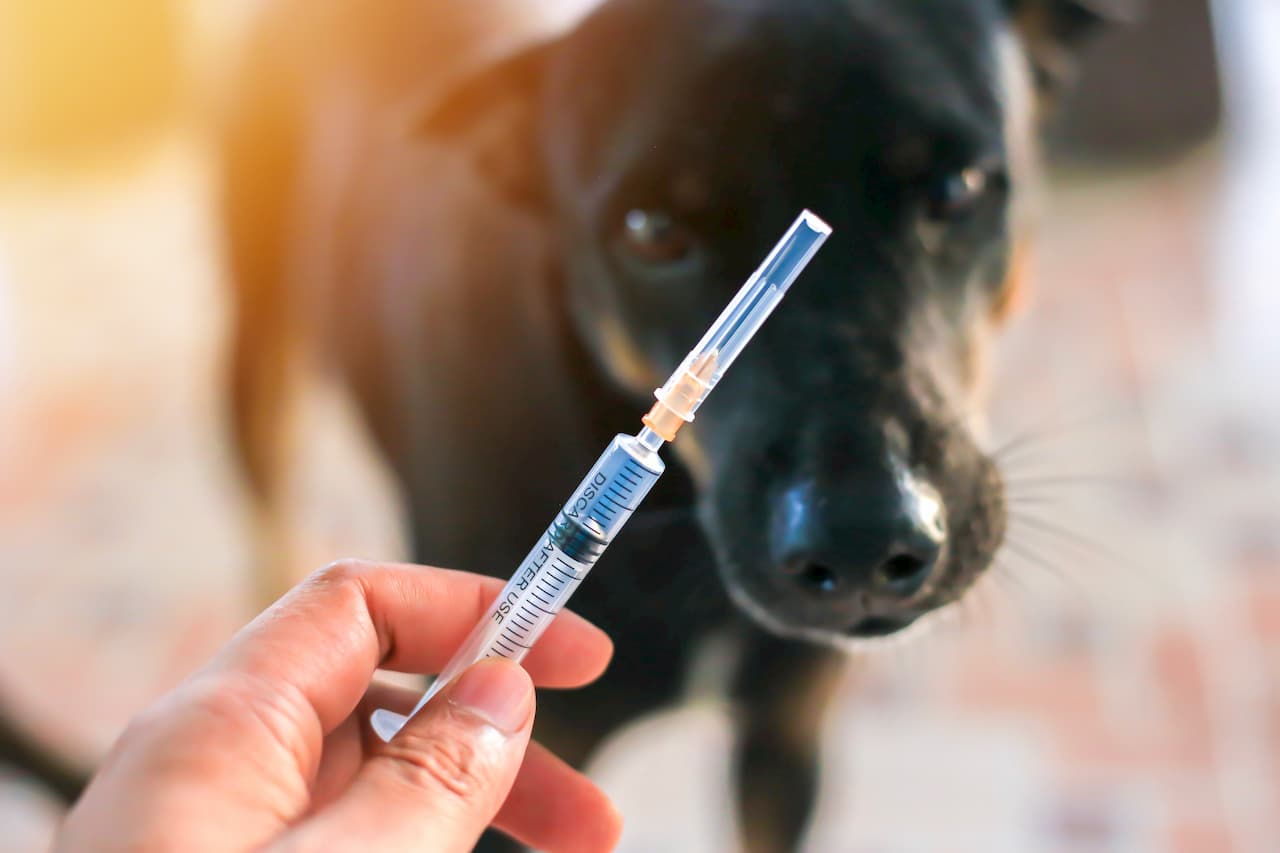 Vaccin du chien, les indispensables pour votre animal