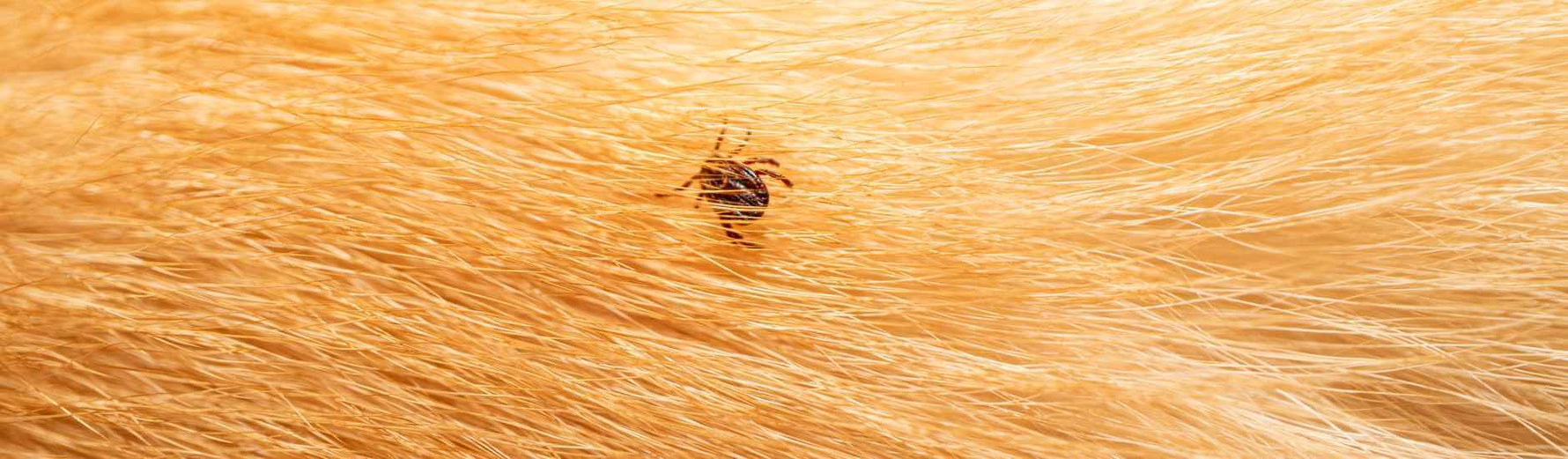 vaccin maladie de lyme chien