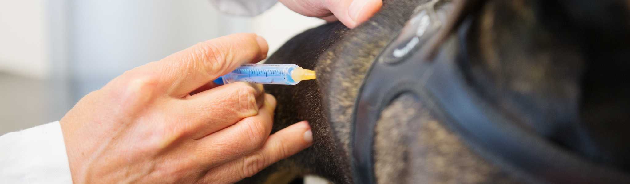 vaccins chiens : les prix