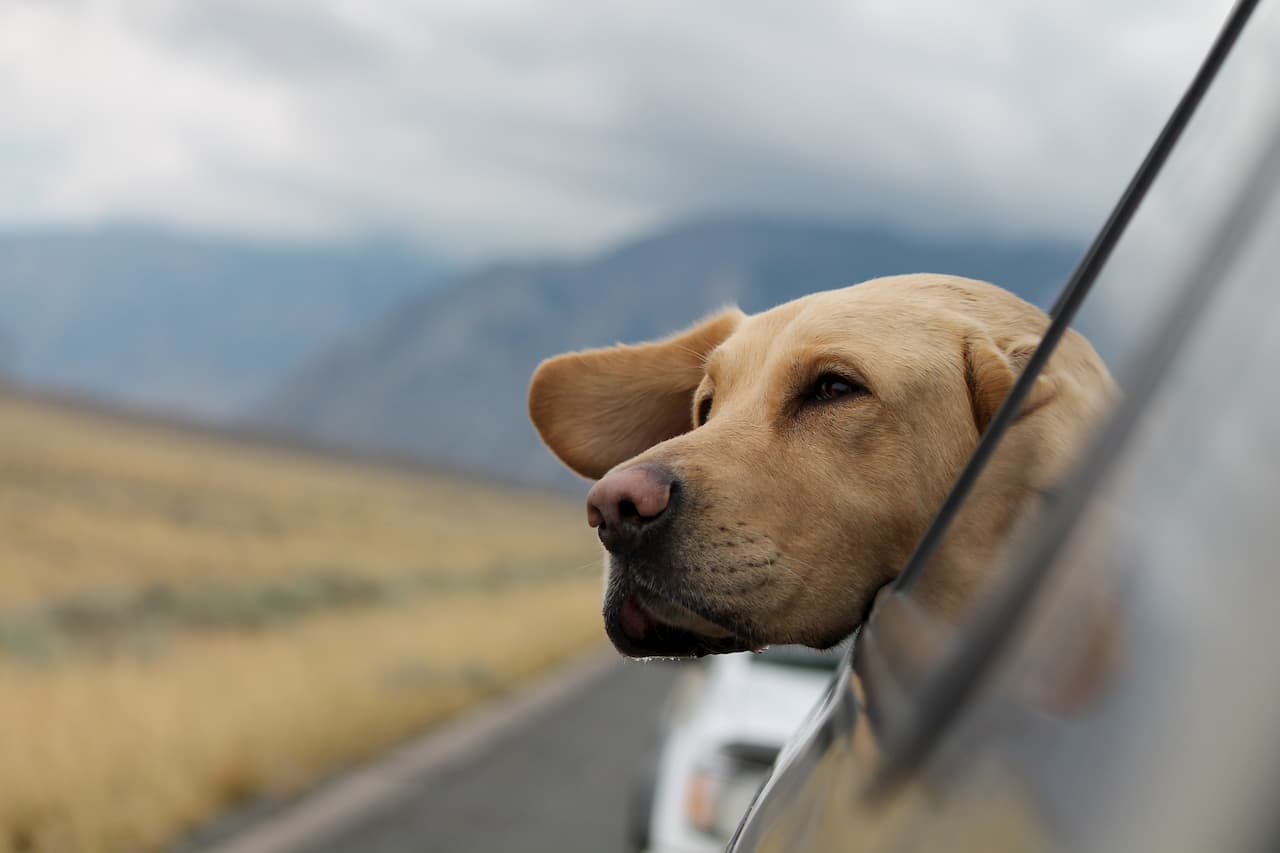 Comment voyager avec son chien ?