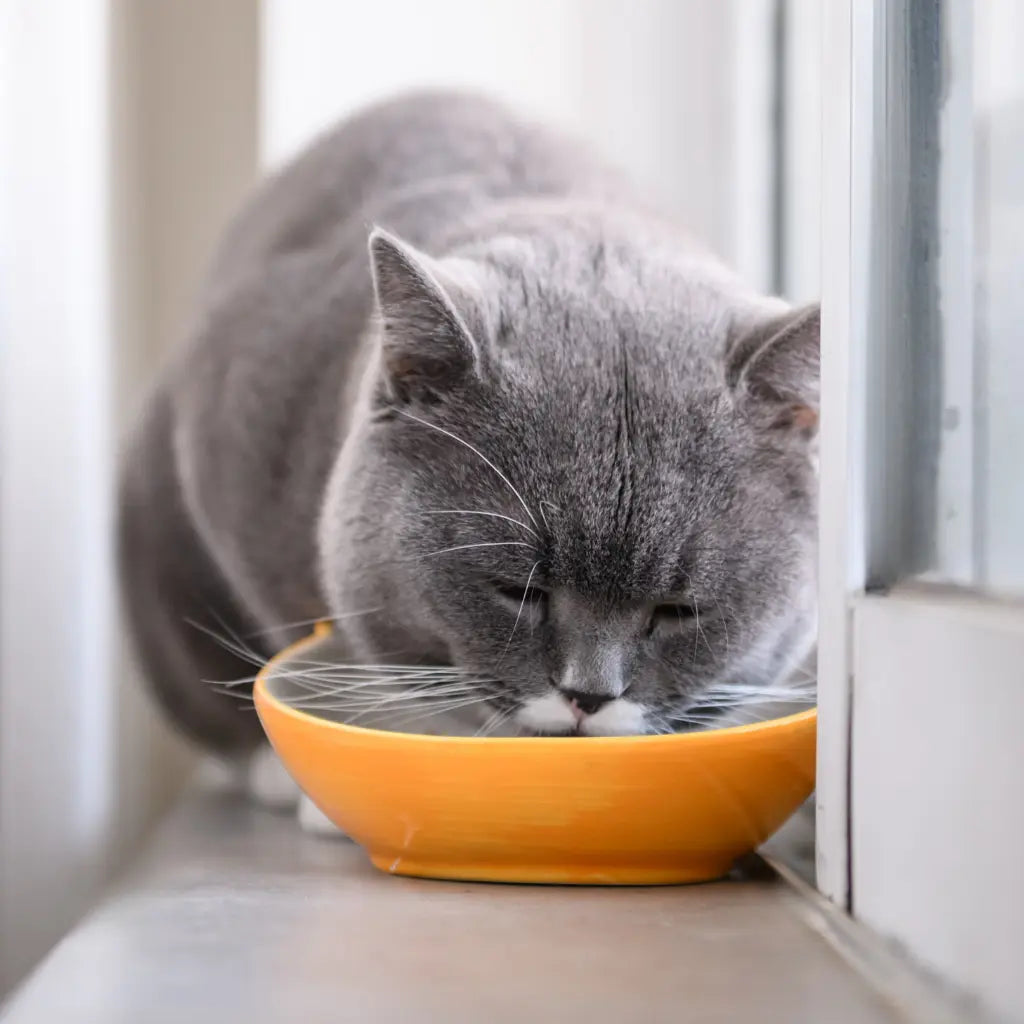 Alimentation pour chat