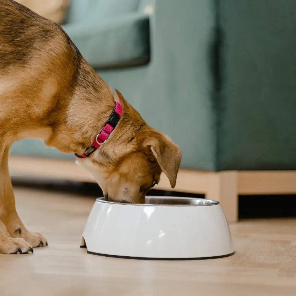 Croquettes pour Chien Stérilisé