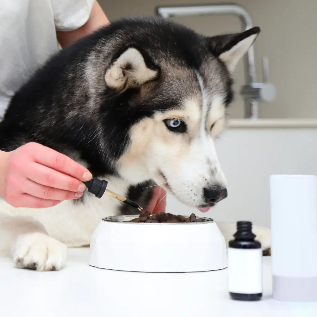 Compléments Alimentaires Peau et Pelage pour Chien