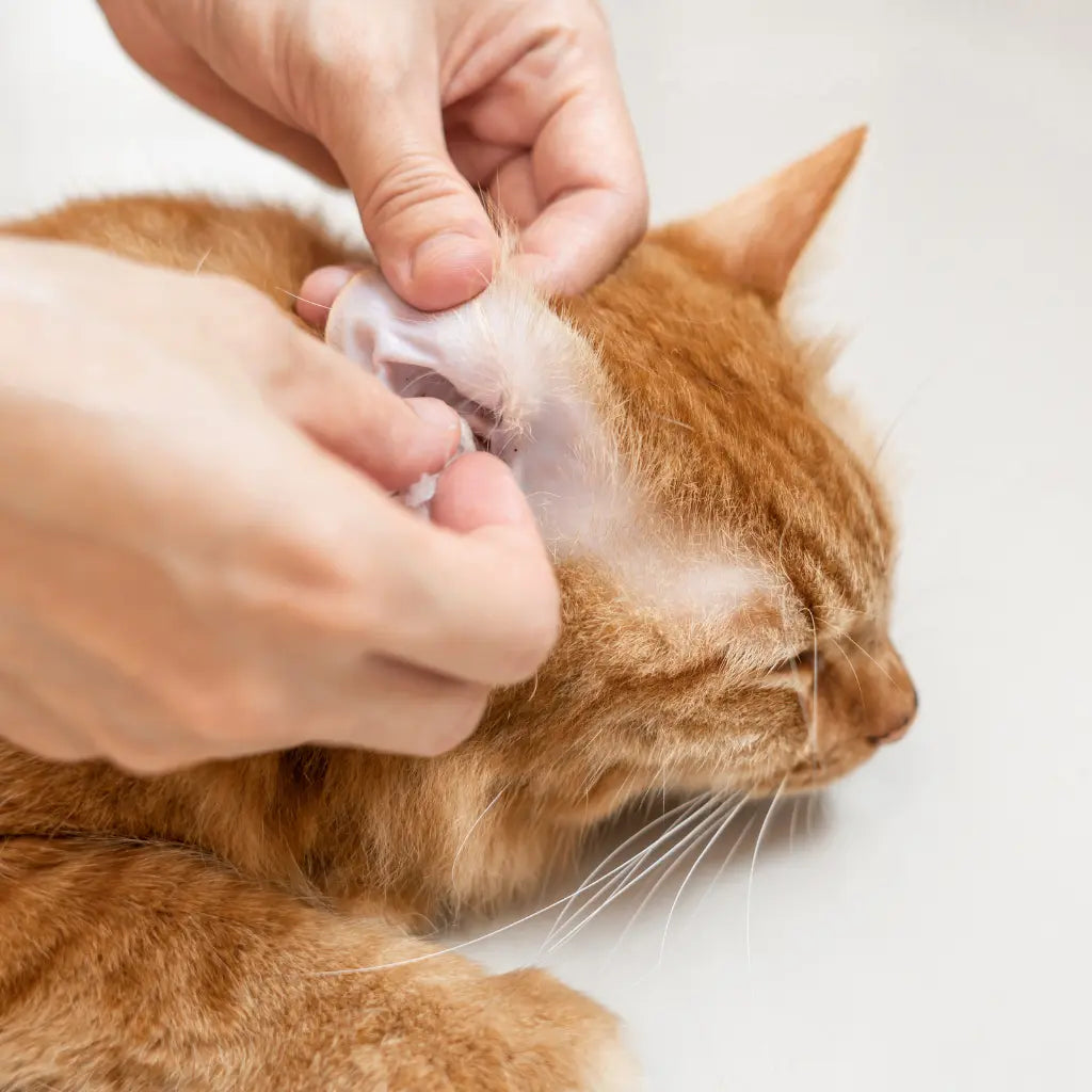 Antiparasitaires Chat