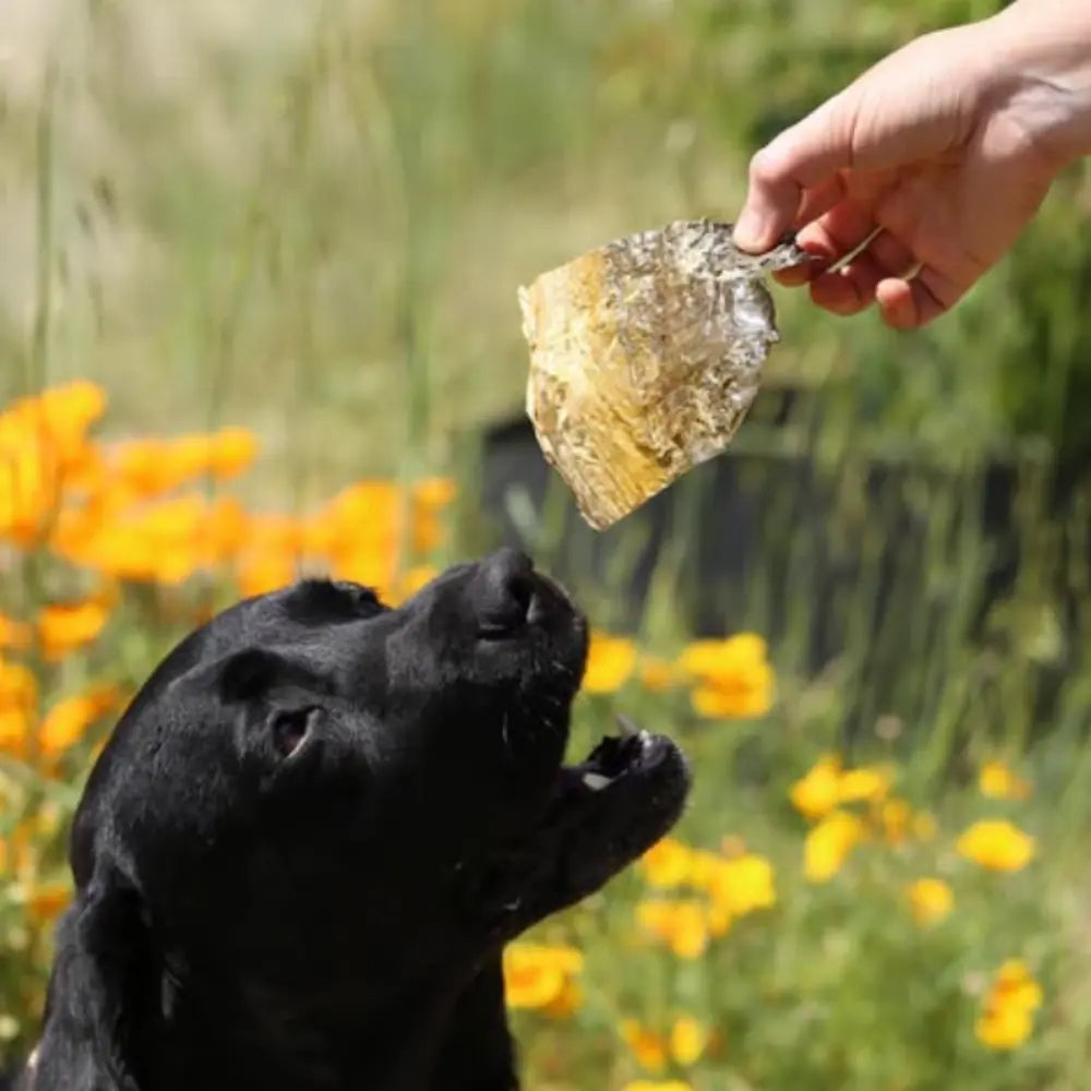 Friandises Digestion pour Chien