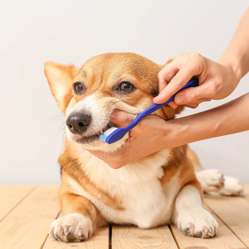 Soins spécifiques Chien