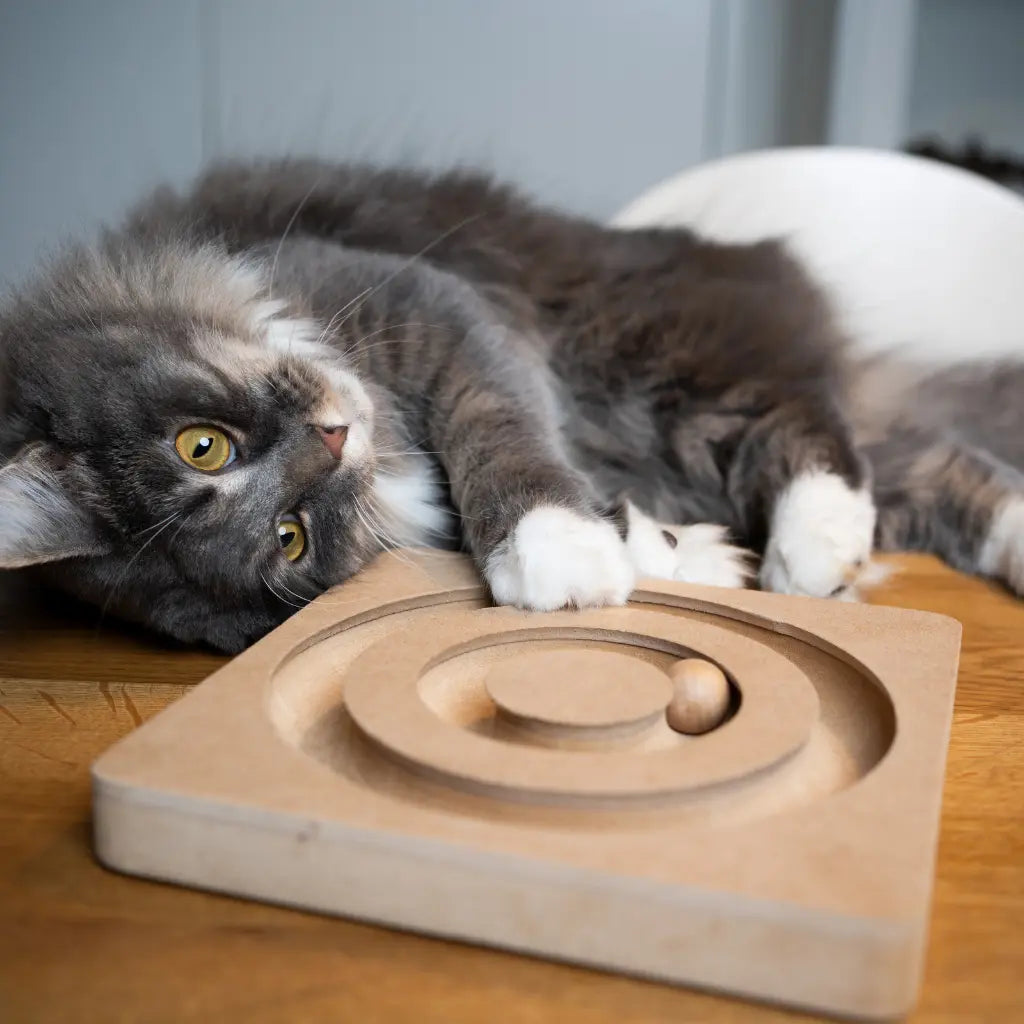 Accessoires et Jouets pour Chat
