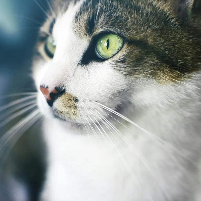 Comportement Chat
