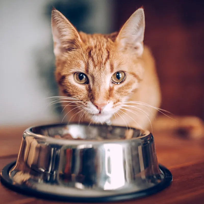 Alimentation Faible en Céréales pour Chat