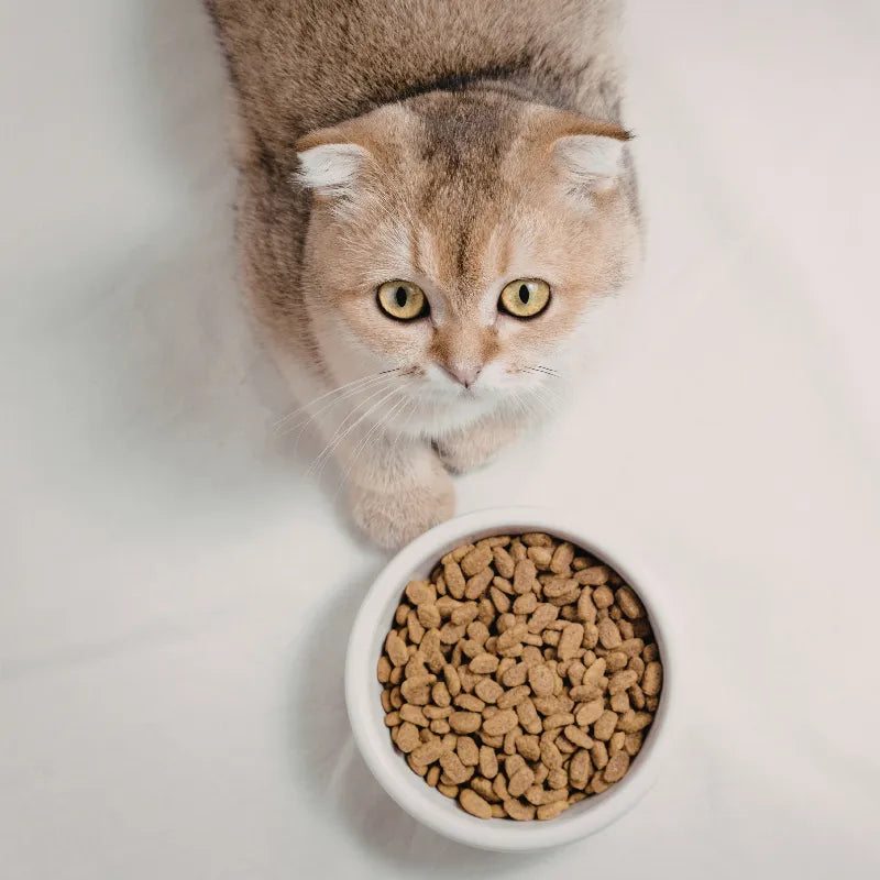 Croquettes Insuffisance Rénale pour Chat IRC