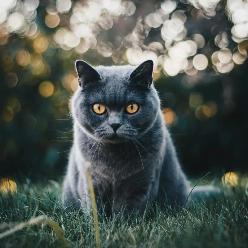 Alimentation pour Chat Senior