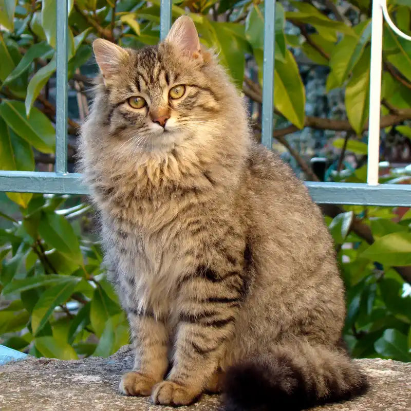Croquettes pour Chat Actif