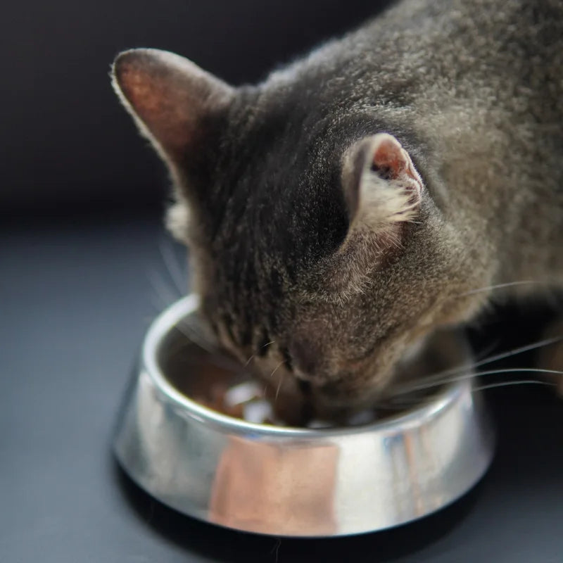 Alimentation pour Chat Sensible ou Allergique