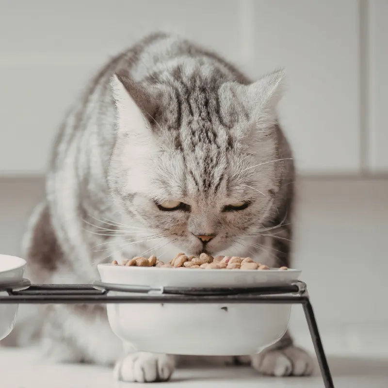 Alimentation pour Chat Stérilisé