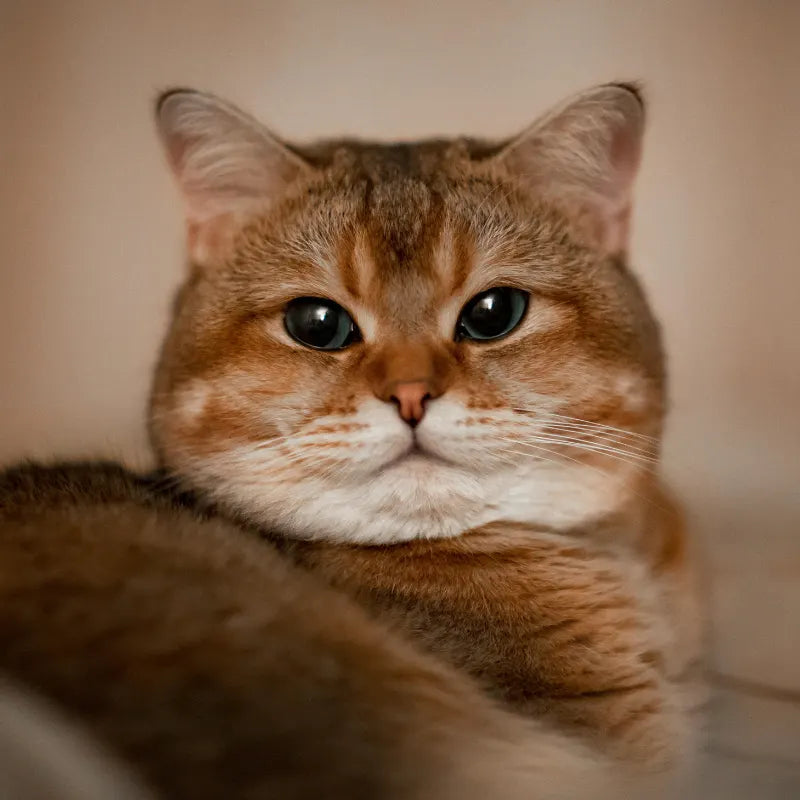 Croquettes Light pour Chats en Surpoids
