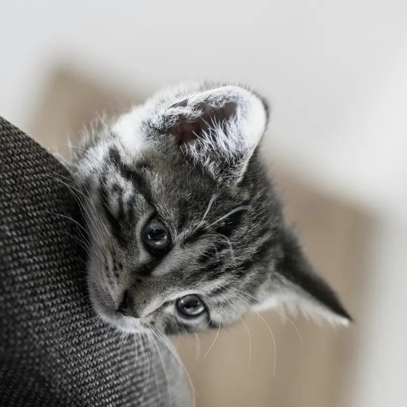 Croquettes Chaton et Allaitement