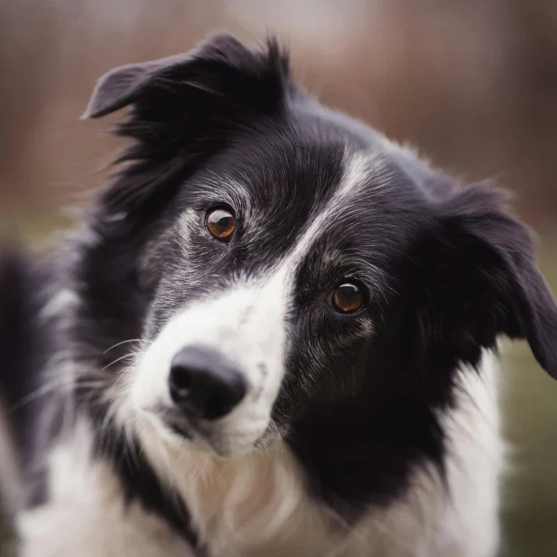 Croquettes pour Chien Senior