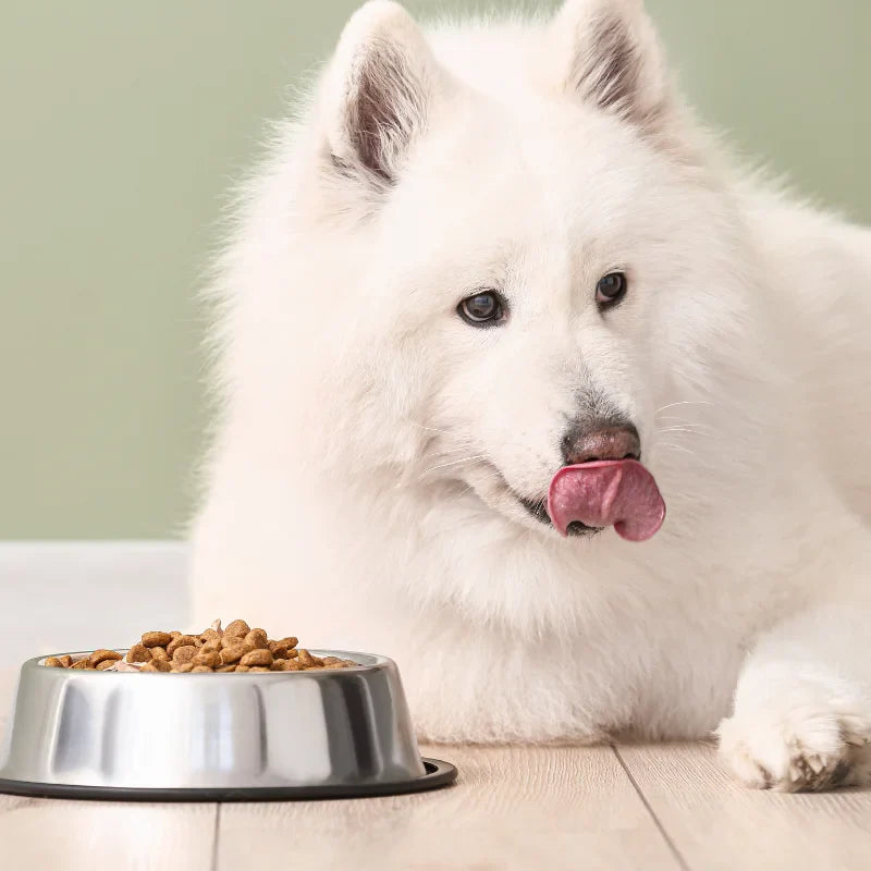 Croquettes Hypoallergéniques pour Chien