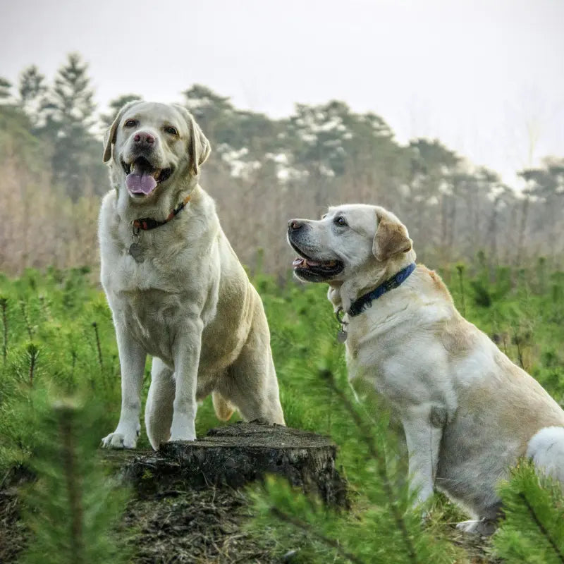 Alimentation Light pour Chien en Surpoids