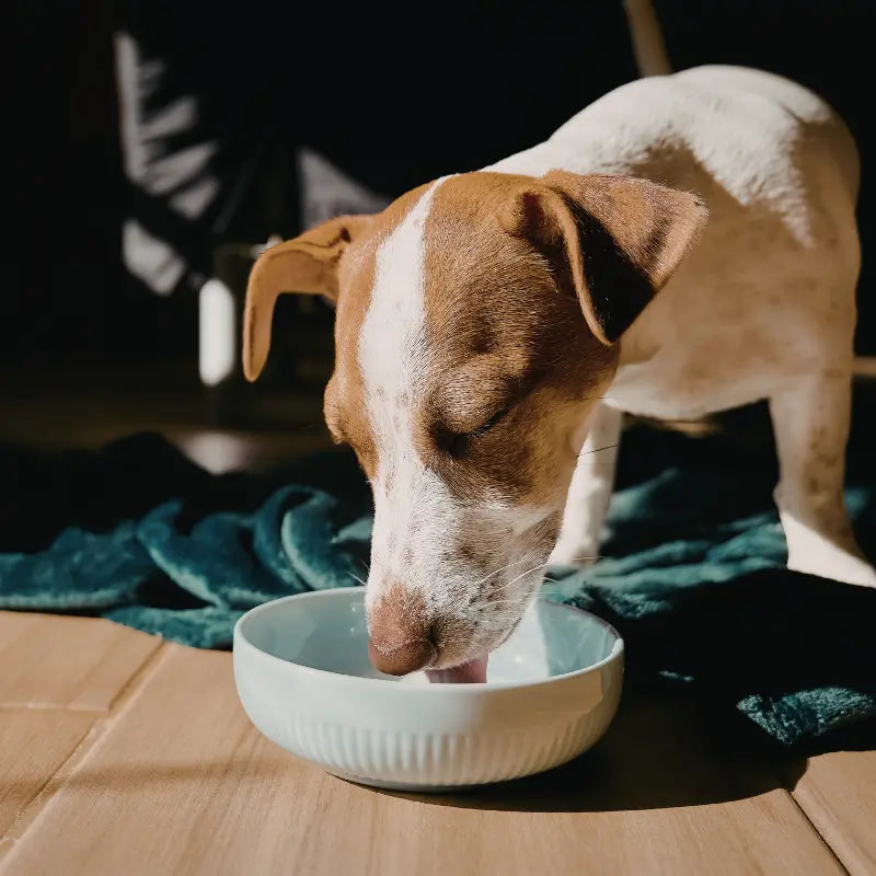 Alimentation pour Chien Moyen : 10 à 25kg