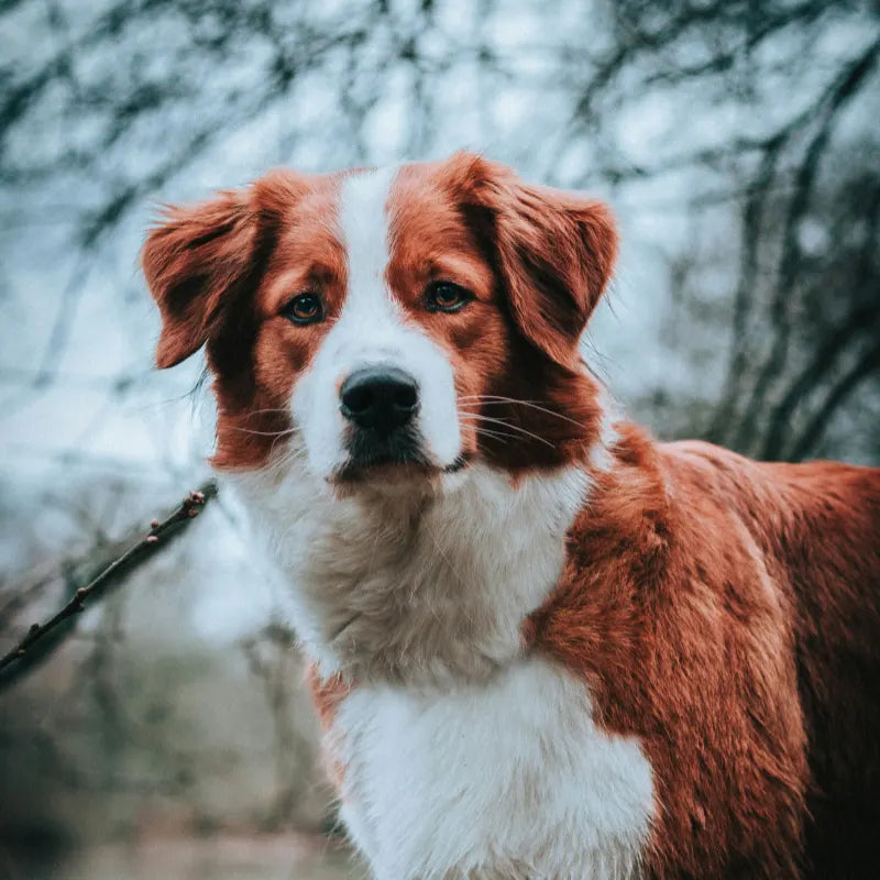 Croquettes pour Chien Insuffisance Rénale IRC