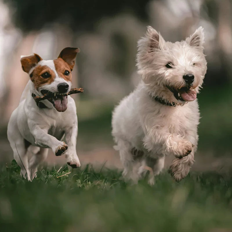 Antiparasitaires Chien
