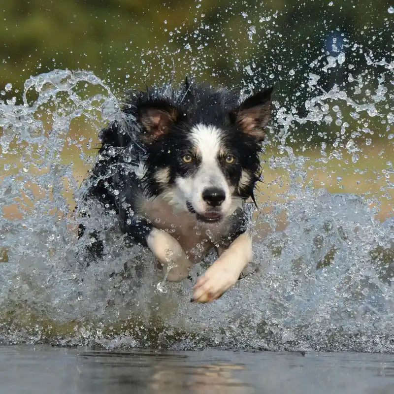 Croquettes Chien Actif ou Sportif